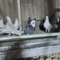 کفتر بسیار عالی