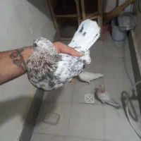 کفتر سرور یه جفت ویه نر فروشی|پرنده|پاکدشت, شهرک امام رضا|دیوار