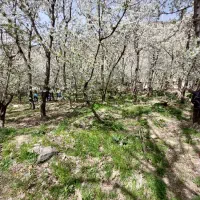 ۱۵۴۵ متر زمین باغ واقع در سنگان|فروش زمین و ملک کلنگی|تهران, جنتآباد شمالی|دیوار