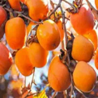 تولید نهال خرمالو انبه ای|خدمات باغبانی و درختکاری|اصلاندوز, |دیوار