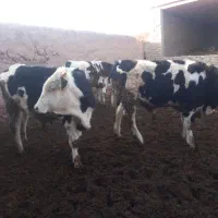 جوانه نر|حیوانات مزرعه|فیروزه, |دیوار