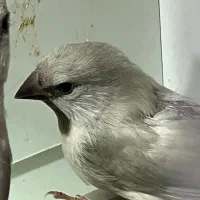 جوجه فنچهای خاص|پرنده|تهران, امامت|دیوار