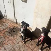 سگ‌پیتبول‌اصل