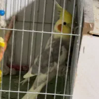 چند جفت از انواع طوطی|پرنده|مهاباد (آذربایجان غربی), |دیوار