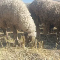 ۴۵عدد میش سنجابی اصیل|حیوانات مزرعه|روانسر, |دیوار