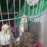 عروس هلندی سخنگو