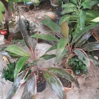 گل اپارتمانی