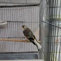 ۲عدد سهره قناری چونه سفید|پرنده|قزوین, |دیوار