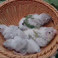 جوجه گرینچیک سرلاکی