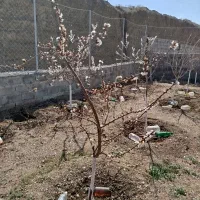 باغ فروشی در شاندیز ابراهیم خان|فروش زمین و ملک کلنگی|شاندیز, |دیوار