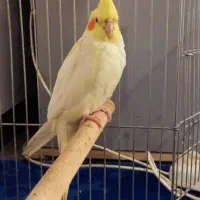 عروس هلندی برافروش