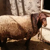 قوچ همو|حیوانات مزرعه|نیشابور, دهنو|دیوار