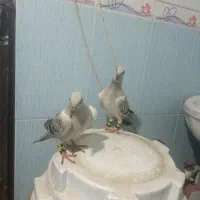 کبوتر