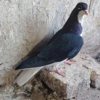 کبوتر خوشرنگ سیاه نر رنگ ذغالی