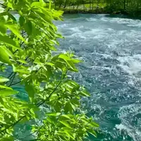 بلیت کنسرت شجریان