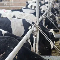 گوساله اصیل خلوص ۱۰۰  جهت پروار بندی گاوداری ژک