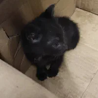 واگذاری رایگان گربه