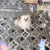 سگ گمشده