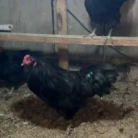 امرکانا.اراکانا. تخم آبی