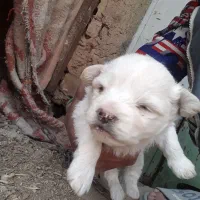 توله پاکوتاه