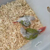 جوجه گرینچیک خونگی