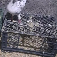 سوسکی نر فروشی