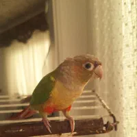 طوطی گرینچیک آناناسی