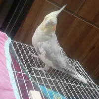 جفت عروس هلندی مولد|پرنده|شیراز, شهرک رضوان|دیوار