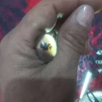 نگین شجر اصلی تک درخت