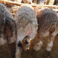 بره کشتاری چاق|حیوانات مزرعه|اقلید, |دیوار