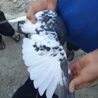 سینه سیاه|پرنده|ارژن, |دیوار