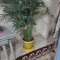 گلهای زیبا گلخونه ای نیستند|گل و گیاه طبیعی|ملارد, |دیوار