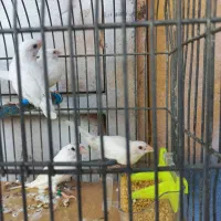 فنچ بنگالی سفید مست مست|پرنده|اهواز, کمپلو جنوبی|دیوار