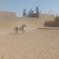 اسب مادیون زیبایی نقدواقساط