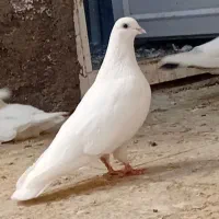 دوتا نر و ماده مامونیه