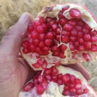 انار درجه یک