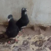 جفت جوجه سیا ه پلنک کرمانی