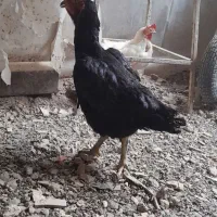 جوجه لاری