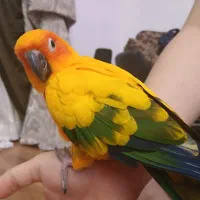 طوطی خورشیدی