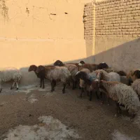گوسفند معاوضه پراید پرشیا ۴۰۵ سمند ۲۰۶ تیبا وانت|حیوانات مزرعه|تهران, منیریه|دیوار