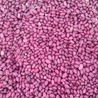 لوبیا قرمز رقم یاقوت