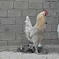 خروس محلی و لاری و مرغ کرک ریشی