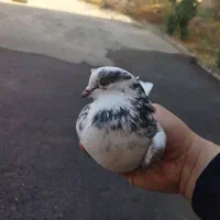 یه جفت کفتر عالی|پرنده|قرچک, پارس سرام|دیوار