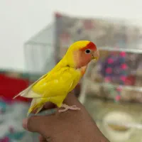 قناری|پرنده|یزد, |دیوار