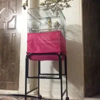 عروس هلندی سالم ‌سرحال|پرنده|گلستان (تهران), |دیوار