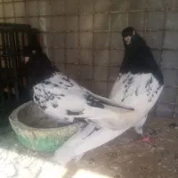 توقی کله سیاه|پرنده|اهواز, رسالت|دیوار