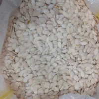 تخمه کدو درجه یک نو|عمده‌فروشی|سمیرم, |دیوار