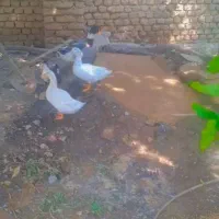 14تااردک محلی بالغ قیمت عالی|حیوانات مزرعه|فاضل آباد, |دیوار