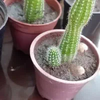تعدادی کاکتوس