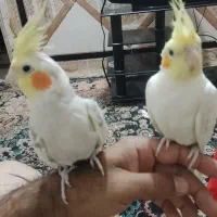 فروش عروس هلندی.وخریدار سهره ماده